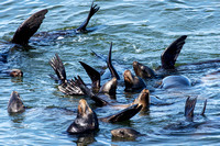 Santa Cruz Sea Lions